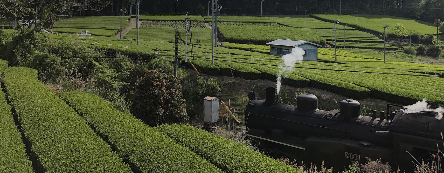 香り高く甘みがある川根茶肉厚で柔らかい椎茸
