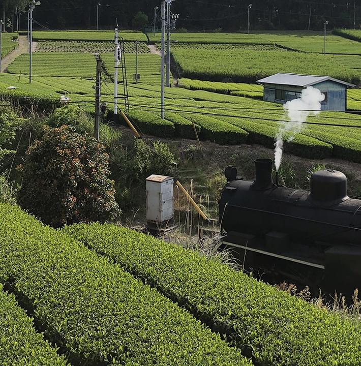 香り高く甘みがある川根茶肉厚で柔らかい椎茸