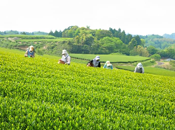 採用案内